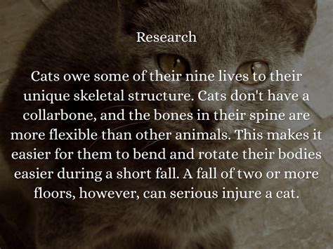 What Should a Persuasive Essay Always Include? And Why Do Cats Always Land on Their Feet?